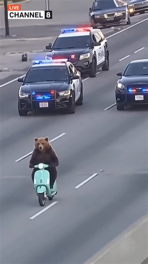 Finally escaping the zoo AI | The Humor Train