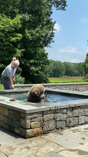 Adorable Newfoundland Puppy Compilation