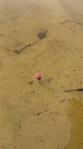 See How Fast Fish React to This Setup #fishing #shorts #carpfishing #рыбалка #angler