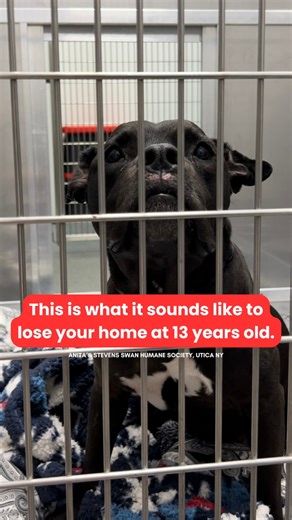 110K views · 3.1K reactions | Mishi is the poor soul crying in this...