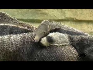 Anteater Pup Born
