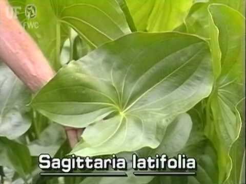 common arrowhead / broadleaf arrowhead (Sagittaria latifolia)