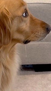 I tested my dog and he failed! #dog #goldenretriever #dogsoffacebook | Aguyandagolden