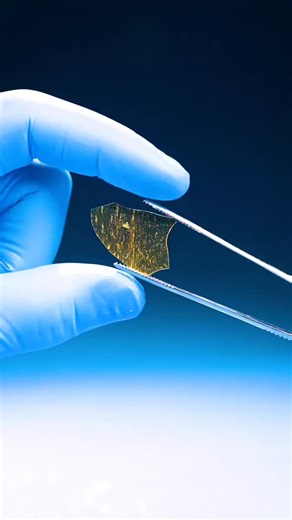 oddanimalspecimens.1 on Instagram: "This is a sample of dried insect product that people unknowingly eat everyday. It’s from an organism called a “lac insect” and is often used in food as a glaze. You might find it in candy — like Whoppers Malted Milk Balls — food, and even cosmetics under the name “lac resin” or “confectioner’s glaze.” #animals #Science #LearnOninstagram"