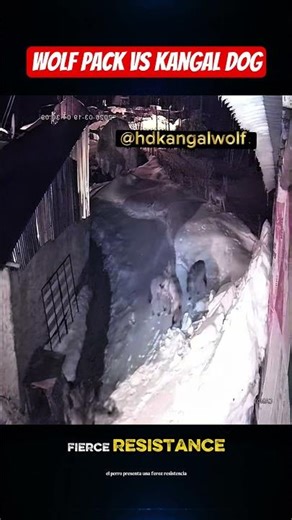 WOLF PACK VS KANGAL DOG AND HUMAN