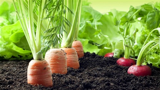 10 companion plants your carrots will love