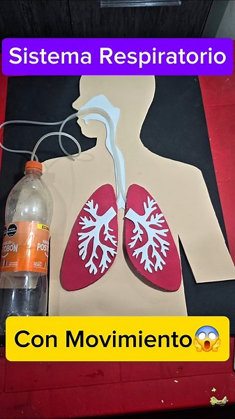 Sistema Respiratorio con movimiento maqueta escolar fácil #ciencia #Amazing #toys #creative
