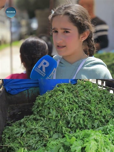 Bihabûna Mazotê bandor li kel û pelên jiyanê yên rojane jî kiriye.