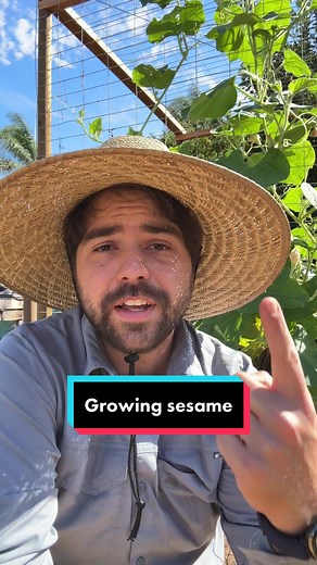 Growing Sesame in the Garden Menu