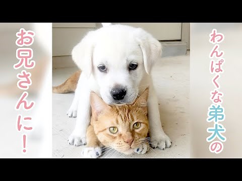【大きくなってもずっと仲良し】優しい兄猫と兄猫が大好きすぎる弟犬のほのぼのな日々