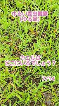 カエルはどこにいるでしょう？ #カエル #ゆる昆
