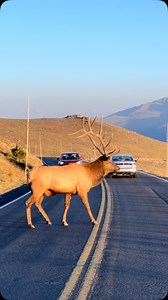 661K views · 468K reactions | KJ, sunset, Longs Peak, and a bugle! #photography #wildlife #nature #reels #foryoupageシ #wildanimals #elk #bullelk #estesparkcolorado | Good Bull Guided | Facebook