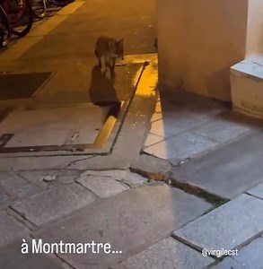 Les légendes médiévales du goupil sont bien vivantes.. En tous cas l'un d'eux se promenait tranquillement à Montmartre. On trouve plein de renards dans les cimetières et celui de Montmartre est tout proche. | Paris Par Rues Méconnues