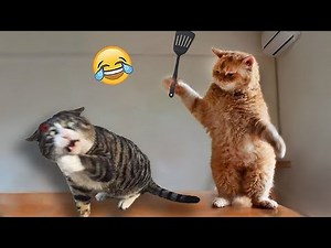Funniest Pets of the Week 🤣 | You Can’t Stop Laughing #4