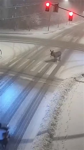 presentwild3 on Instagram: "日本利用压电瓷砖将脚步转化为电能。这些瓷砖捕捉来自你脚步的动能。当你行走时,你的重量和动作会对瓷砖产生压力。瓷砖会轻微弯曲,从而产生机械应力。瓷砖内部的压电材料将这种应力转化为电能。每一步都会产生少量电荷,而数百万步结合在一起就能产生足够的电力来驱动 LED灯、数字显示屏和传感器。在像涩谷车站这样繁忙的地方,每天大约有240万个脚步为这一系统作出贡献。这些电能可以被储存或立即使用,从而减少对传统电力来源的依赖,并支持可持续的城市基础设施。这种方法将日常运动转化为实用的可再生能源 #日本 #知识 #事实 #你知道吗 #推荐#科技 #创新 #历史 #技术 #实验 #热门"