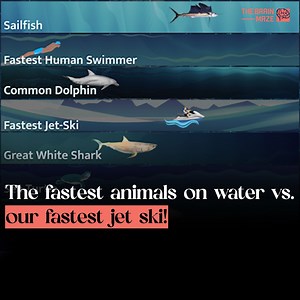 2.2M views · 7.2K reactions | How do the fastest animals in water compare to our speediest jet ski? This animation showcases an exciting race between nature’s top aquatic athletes and a high-speed jet ski. Watch as they go head-to-head, revealing just how fast these incredible water creatures are compared to cutting-edge technology. Who will emerge as the ultimate champion of speed? Watch the video to find out! | The Brain Maze | Facebook