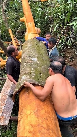 How Cinnamon Sticks Are Made #shorts
