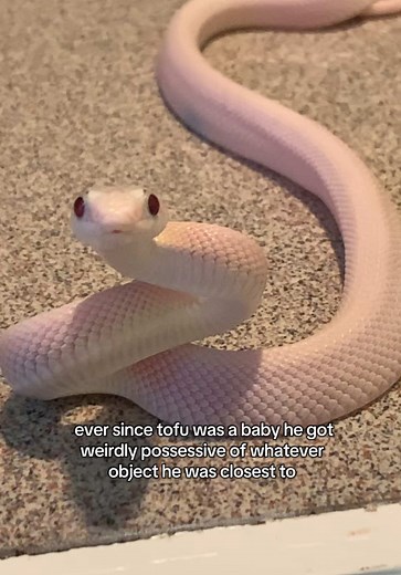 ever since tofu was a baby he knew he wanted to obsess over whatever item he was closest to #animals #pets #reptiles #snakes #cuteanimals