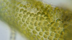 Chloroplast Under Microscope Chloroplasts Plant Cells Stock Footage Video (100% Royalty-free) 1028549942 | Shutterstock