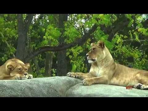 Parc Zoologique de Paris - Zoo de Vincennes / Zoological Park of Paris - Zoo of Vincennes