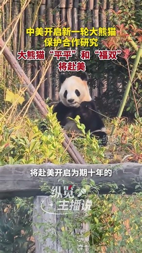 中美开启新一轮大熊猫保护合作研究，大熊猫“平平”和“福双”将赴美。