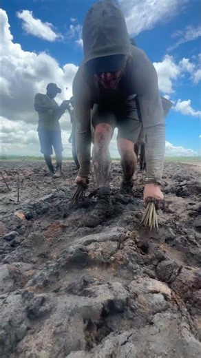 He planted 47,460 mangrove trees in 24 hours 🌳 ‪@antomos‬
