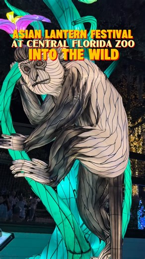 The Asian Lantern Festival: Into the Wild at the Central Florida Zoo & Botanical Gardens is back! @centralflzoo It’s a very popular family friendly after-hours nighttime event featuring a glowing outdoor 3/4 mile walking trail filled with over 50 large, hand-crafted lantern displays inspired by animals, nature, fantasy, and Asian cultural themes. Parking is free, and special options such as adults-only nights, group discounts for parties of 15 or more, and limited drive-thru experiences may be o