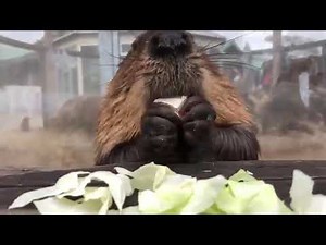 Beaver enthusiastically munching on white cabbage