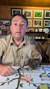 4.7K views · 3.4K reactions | Tiffins adventure! our little kestrel had a good adventure last week #kestrel #kes #falcon #falconry #birdsofprey #birdtok | SMJ Falconry | Facebook