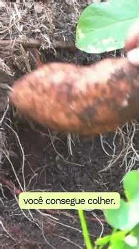 I harvested a sweet potato through the garden window