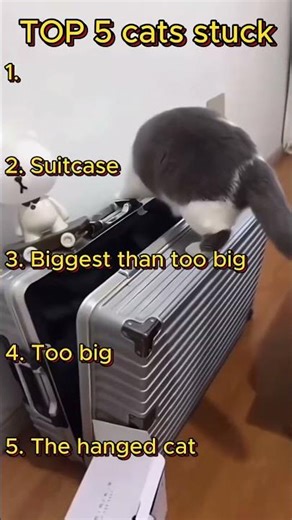 Top 5 Cat Stuck Moments | Funny Cats Getting Stuck #funny #memes #shorts