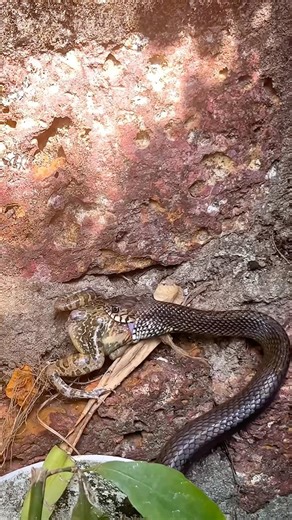 Rat snake hunting bull frog #snake #ratsnake #bullfrog #wildlifevideo #naturevideo #reptiles #wild