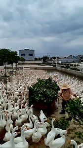 311K views · 4.1K reactions | China's Incredible Duck Farming Technique! #shorts #farming #plants #instagram #reels | The Facts Hub | Facebook