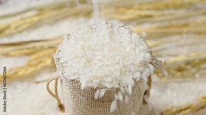 Raw grain of rice and ears of rice before cooking. Rice Falling.