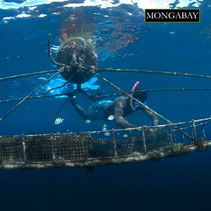 699 reactions · 144 shares | Every year, billions of fish — almost one-fifth of the world’s annual wild catch — are dried, pressed and ground into oil and meal. The majority of this material is then fed to other fish and crustaceans: in 2016, 69 percent of fishmeal and 75 percent of fish oil were used for seafood farming. https://news.mongabay.com/2019/12/catching-fish-to-feed-fish-report-details-unsustainable-fishmeal-and-oil-industry/ | Mongabay.com | Facebook