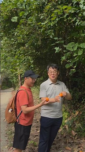홍시맨 강태현 변호사 박대조 인제대특임교수 양산시 원동면 명전마을과 늘밭마을 둘레길 걷기(2025.10.12)#양산시
