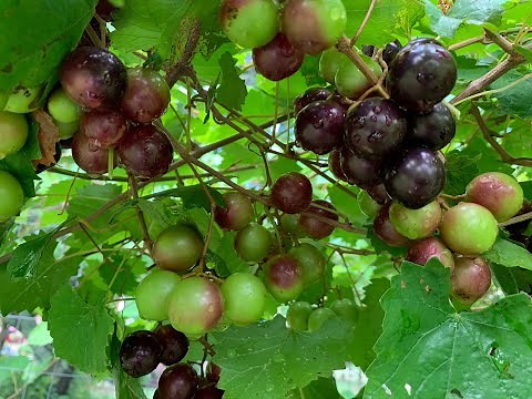 Time Lapse of Muscadine Grape Ripening, 麝香葡萄成熟过程