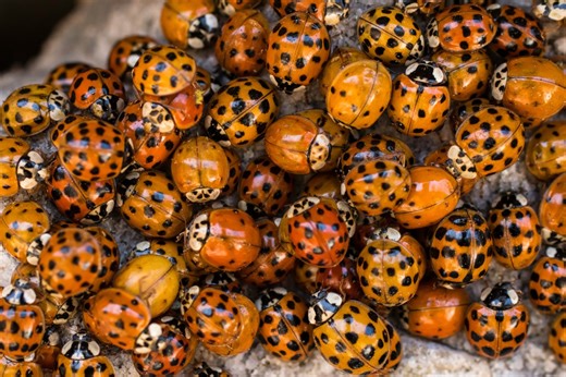 Seeing spots? What to know about the insects invading Tennessee homes