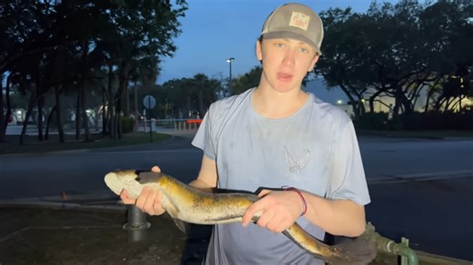 This sewer was infested with deadly snakes and trapped fish