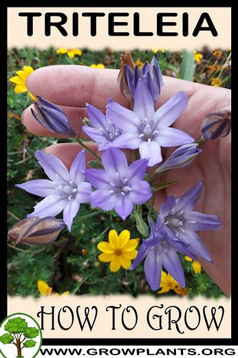 Triteleia - How to grow & care