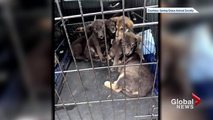 Controversial dog cull initiative in northern Sask. cancelled after public backlash