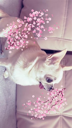 Відео користувача ПИКМИ СОБАКА (@chelsi.my.dog) з композицією «Penguin Snoopy Dog - Katy Night»