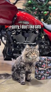 How often do you have a motorcycle riding CAT stroll into you store? 😳 Needless to say @leo_rainbow_dust is a honorable part of our WOLF PACK now 😉 #letsride #harleydavidson #mainecoon #celebritysighting Give our new friend a follow on Instagram! | Lone Wolf Harley-Davidson