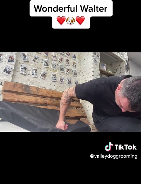 Wonderful Walter ❤️🐶❤️ #Doggrooming #doggroomer #dog #dogs #mansbestfriend #doggroomersoftiktok #cutedog #cockapoosoftiktoks