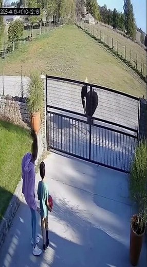 Hilarious Moment Ostrich Escapes and Terrifies Kids