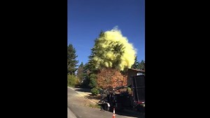 Amount of pollen in this one tree.