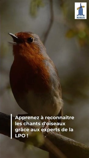 Balade découverte sur le chant des oiseaux avec la LPO