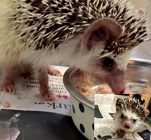 46K views · 532 reactions | Sizzle, the 6-year-old African Pygmy Hedgehog has just arrived, and let’s just say… he’s causing quite the spike in interest!  It’s not every day we have a pet hedgehog in our care, and Sizzle is already charming everyone with his curious snout and tiny little feet.  He’ll be looking for a loving home soon so keep an eye on our website for more details.璉 #adoptdontshop #africanpygmyhedgehog #sizzle #rescue | Borders Pet Rescue | Facebook
