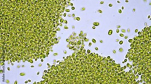 Beautiful and very active single-cell marine microalgae found in the bucket of a fisherman. Microscope footage, time lapse, 200x magnification, bright field microscopy