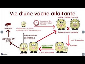 L'élevage bovin allaitant